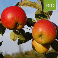 Bio-Apfel Gerlinde|truncate:60