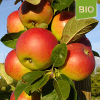 Bio-Apfel Gerlinde