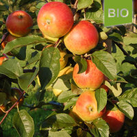 Bio-Apfel Gerlinde