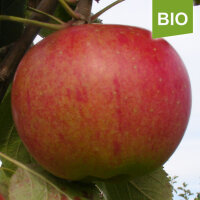 Bio-Apfel Undine|truncate:60