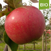 Bio-Apfel Undine
