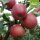 Bio-Äpfel Red Jonaprince 6kg