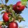 Bio-Äpfel Red Jonaprince 6kg