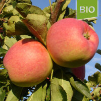 Bio-Apfel Piros|truncate:60
