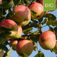 Bio-Apfel Piros