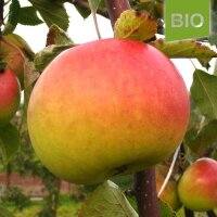 Bio-Apfel Auralia