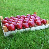 30 rote Laseräpfel in Obstkiste dekorativ verpackt