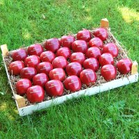 30 rote Laseräpfel in Obstkiste dekorativ verpackt