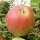 Bio-Apfel der alten Sorte Cox Orange