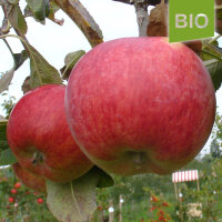 Bio-Apfel Carola