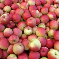 Bio-Äpfel 5kg-Steige / Jonagold