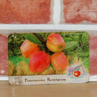 Magnet (Flexi) Finkenwerder Herbstprinz Apfel