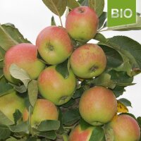 Bio-Äpfel James Grieve  4kg|truncate:60