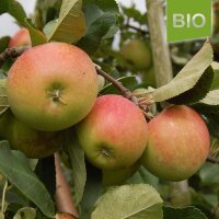Bio-Äpfel James Grieve 4kg