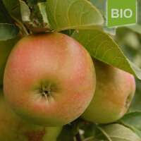 Bio-Äpfel James Grieve  4kg