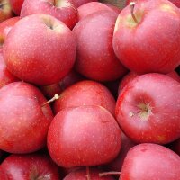 Bio-Äpfel 7kg-Steige / Riesen Red Jonaprince