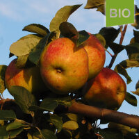 Bio-Apfel Wohlschmecker aus Vierlanden|truncate:60