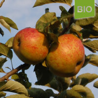 Bio-Apfel Wohlschmecker aus Vierlanden