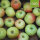 Bio-Apfel Wohlschmecker aus Vierlanden