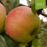 Bio-Apfel Stina Lohmann|truncate:60