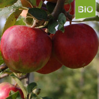 Kleiner Bio-Apfel Krummpeter