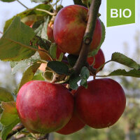 Bio-Apfel Krummpeter