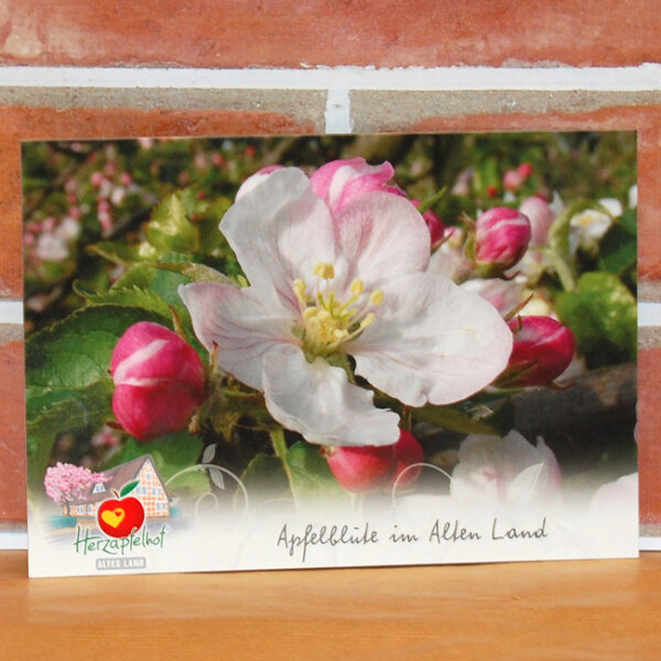 Ansichtskarte Apfelblüte im Alten Land