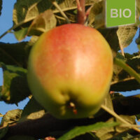 Bio-Apfel Wachsrenette|truncate:60
