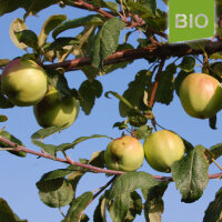 Bio-Apfel Wachsrenette