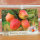 Ansichtskarte Finkenwerder Herbstprinz Apfel II