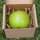 grüner Logo-Apfel Laser in 1er Apple Present Box verpackt