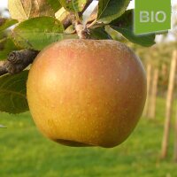 Zabergäu Renette Bio-Äpfel 5kg