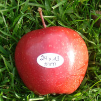 Kleiner roter Apfel mit farbigem PR-Label|truncate:60