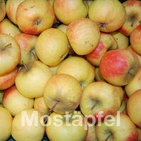 Mostäpfel, 13kg Bio-Elstar-Saftäpfel