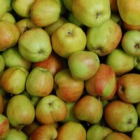 Bio-Äpfel 5kg-Steige / Herbstprinz
