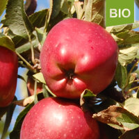 Bio-Apfel Red Devil|truncate:60