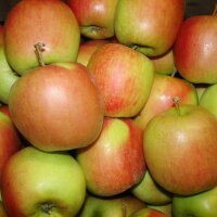 Delbarestivale Apfel 5kg
