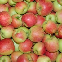 Delbarestivale Apfel 5kg