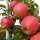 Bio-Äpfel 3kg-Steige / Nicoter