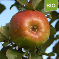 Hilde Bio-Äpfel 6kg