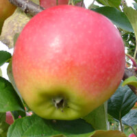 Nicoter Bio-Äpfel 3kg-Kiste