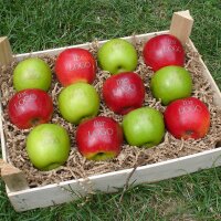 6 grüne und 6 rote LOGO-Äpfel
