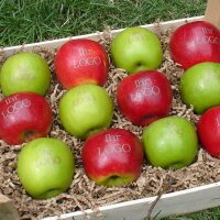 6 grüne und 6 rote LOGO-Äpfel