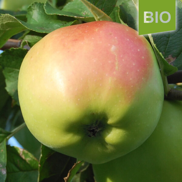 Bio-Apfel Riesenboiken