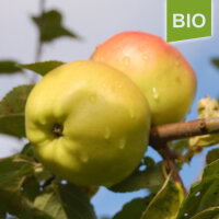 Bio-Apfel Riesenboiken