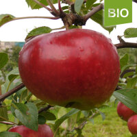 Bio-Apfel Retina