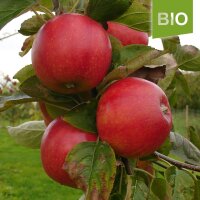 Bio-Apfel Geheimrat Dr. Oldenburg 5kg