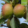 Bio-Apfel Muskatrenette