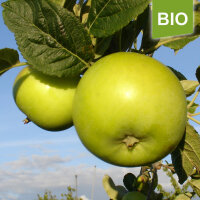 Gelbe Schleswiger Renette 5kg Bio-Äpfel