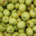 Gelbe Schleswiger Renette 5kg Bio-Äpfel